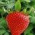 BALDUR-Garten Kletter-Erdbeere 'Hummi®', 3 Pflanzen Fragaria - 