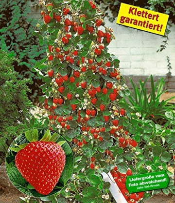 BALDUR-Garten Kletter-Erdbeere 'Hummi®', 3 Pflanzen Fragaria -