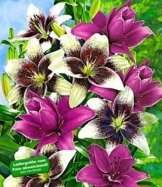 BALDUR-Garten Lilien-Mix 'Tango & Lilac', 5 Zwiebeln Lilium -