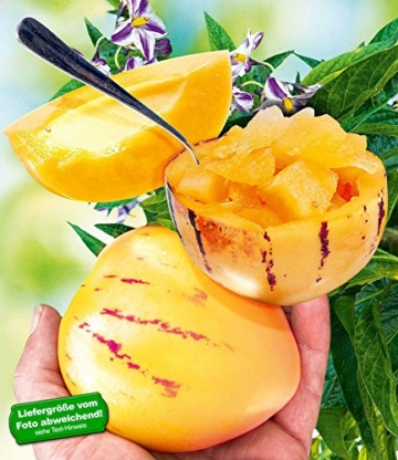 BALDUR-Garten Melonenbirne 'Sugar Gold',1 Pflanze Solanum muricatum Birnenmelone Pepino Melonenpflanze - 
