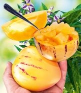 BALDUR-Garten Melonenbirne 'Sugar Gold',1 Pflanze Solanum muricatum Birnenmelone Pepino Melonenpflanze -