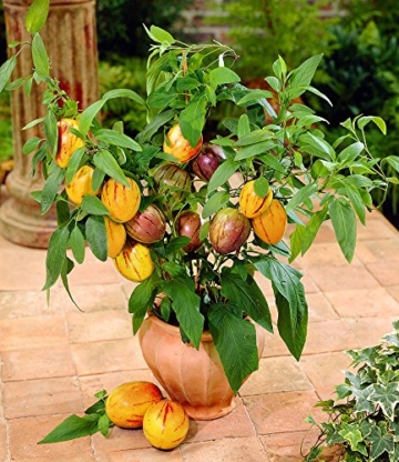 BALDUR-Garten Melonenbirne 'Sugar Gold',1 Pflanze Solanum muricatum Birnenmelone Pepino Melonenpflanze - 