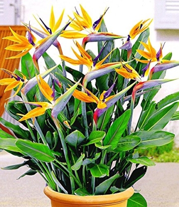BALDUR-Garten Paradiesvogel-Blume Strelitzie,1 Pflanze Strelitzia reginae - 