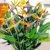 BALDUR-Garten Paradiesvogel-Blume Strelitzie,1 Pflanze Strelitzia reginae - 