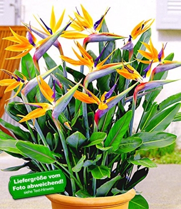 BALDUR-Garten Paradiesvogel-Blume Strelitzie,1 Pflanze Strelitzia reginae -