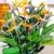 BALDUR-Garten Paradiesvogel-Blume Strelitzie,1 Pflanze Strelitzia reginae -