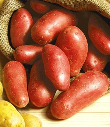 BALDUR-Garten Pflanz-Kartoffel "Laura",2.5 Kg Pflanzkartoffeln -