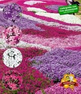 BALDUR-Garten Phlox-Mix "Flowers of the Sea",4 Pflanzen -