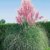 BALDUR-Garten Rosa Pampasgras, 1 Pflanze Cortaderia - 
