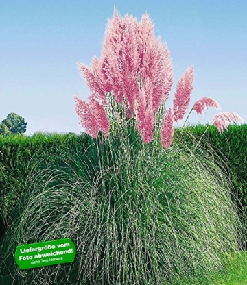 BALDUR-Garten Rosa Pampasgras, 1 Pflanze Cortaderia -