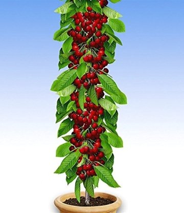 BALDUR-Garten Säulen-Kirschen 'Stella', 1 Pflanze, Prunus avium - 