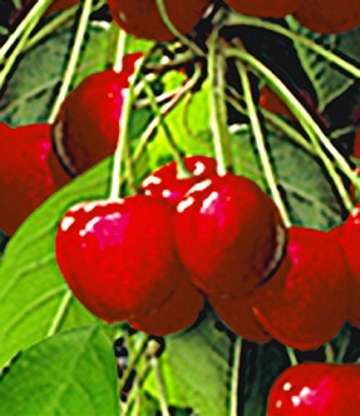 BALDUR-Garten Säulen-Kirschen 'Stella', 1 Pflanze, Prunus avium - 