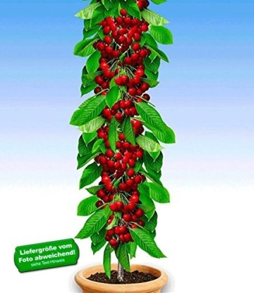 BALDUR-Garten Säulen-Kirschen 'Stella', 1 Pflanze, Prunus avium -