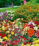 BALDUR-Garten Schmetterlings-Kollektion,40er-Mix -