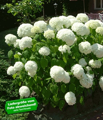 BALDUR-Garten Schneeball-Hortensie "Annabelle";1 Pflanzen -