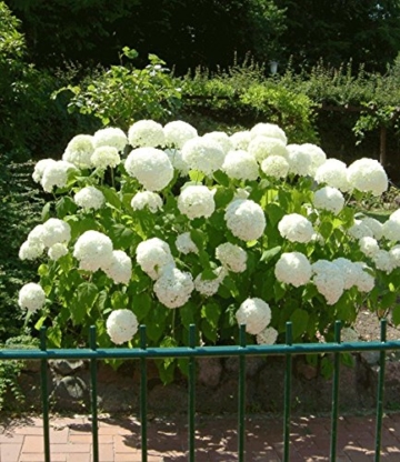 BALDUR-Garten Schneeball-Hortensie 