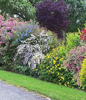 BALDUR-Garten Sommer-Hecken-Kollektion, Blütenhecke, Blühhecke 5 Pflanzen Caryopteris, Hypericum, Deutzia, Spirea und Weigelie - 