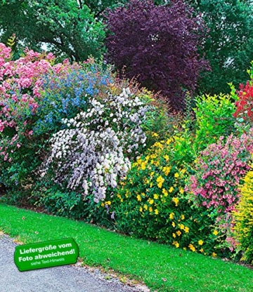 BALDUR-Garten Sommer-Hecken-Kollektion, Blütenhecke, Blühhecke 5 Pflanzen Caryopteris, Hypericum, Deutzia, Spirea und Weigelie -