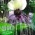BALDUR-Garten Tacca Nivea,1 Knolle Fledermausblume -