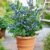 BALDUR-Garten Topf-Heidelbeere,1 Pflanze Vaccinium corymbosum Heidelbeere für Töpfe und Kübel - 