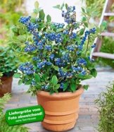 BALDUR-Garten Topf-Heidelbeere,1 Pflanze Vaccinium corymbosum Heidelbeere für Töpfe und Kübel -
