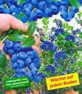 BALDUR-Garten Trauben-Heidelbeere 'Reka® Blue', 1 Pflanze, Vaccinium corymbosum -