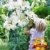 BALDUR-Garten Tree-Lily Pretty Woman 3 Stück Baumlilien Lilium - 