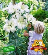 BALDUR-Garten Tree-Lily Pretty Woman 3 Stück Baumlilien Lilium -