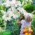 BALDUR-Garten Tree-Lily Pretty Woman 3 Stück Baumlilien Lilium -