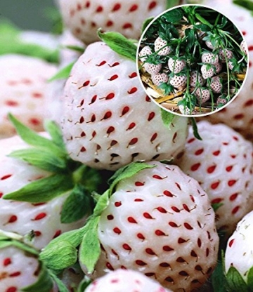 BALDUR-Garten Weiße Ananas-Erdbeere 'Natural White®', 3 Pflanzen & 1 Pflanze Senga Sengana, Fragaria - 
