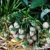 BALDUR-Garten Weiße Ananas-Erdbeere 'Natural White®', 3 Pflanzen & 1 Pflanze Senga Sengana, Fragaria - 
