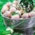 BALDUR-Garten Weiße Ananas-Erdbeere 'Natural White®', 3 Pflanzen & 1 Pflanze Senga Sengana, Fragaria -