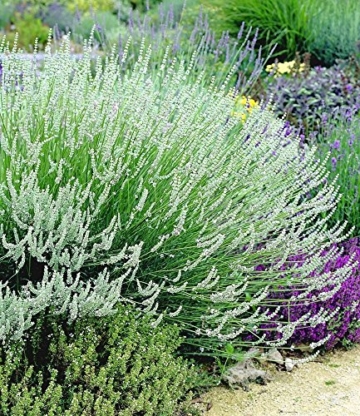 BALDUR-Garten Weißer Lavendel, 3 Pflanzen Lavandula - 