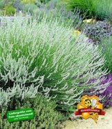 BALDUR-Garten Weißer Lavendel, 3 Pflanzen Lavandula -