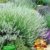 BALDUR-Garten Weißer Lavendel, 3 Pflanzen Lavandula -