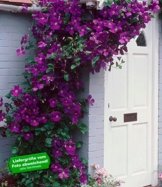 BALDUR-Garten Winterhart Clematis The President® Kletterpflanze, 1 Pflanze -