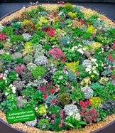 BALDUR-Garten Winterhart Steingarten-Stauden-Mix 10 Pflanzen -