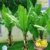 BALDUR-Garten Winterharte Bananen 'grün', 1 Pflanze, Musa basjoo - 