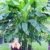 BALDUR-Garten Winterharte Bananen 'grün', 1 Pflanze, Musa basjoo - 