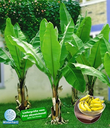 BALDUR-Garten Winterharte Bananen 'grün', 1 Pflanze, Musa basjoo -