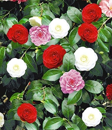 BALDUR-Garten Winterharte Garten-Kamelie 'Tricolor', 1 Pflanze Camellia japonica - 