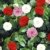 BALDUR-Garten Winterharte Garten-Kamelie 'Tricolor', 1 Pflanze Camellia japonica - 
