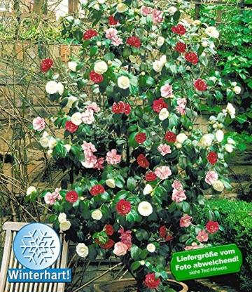 BALDUR-Garten Winterharte Garten-Kamelie 'Tricolor', 1 Pflanze Camellia japonica -