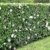 BALDUR-Garten Winterharte Hibiskus-Hecke, 10 Pflanzen, Hibiscus Syriacus - 