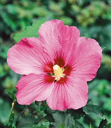 BALDUR-Garten Winterharte Hibiskus-Hecke, 10 Pflanzen, Hibiscus Syriacus - 
