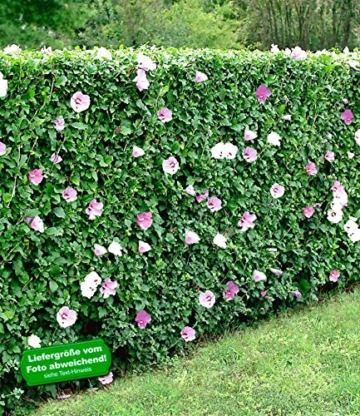BALDUR-Garten Winterharte Hibiskus-Hecke, 10 Pflanzen, Hibiscus Syriacus -