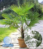 BALDUR-Garten Winterharte Kübel-Palmen, 1 Pflanze, Trachycarpus fortunei - 