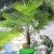 BALDUR-Garten Winterharte Kübel-Palmen, 1 Pflanze, Trachycarpus fortunei -