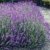 BALDUR-Garten Winterharte Stauden Lavendel-Hecke 'Blau', 9 Pflanzen Lavandula angustifolia Munstead - 