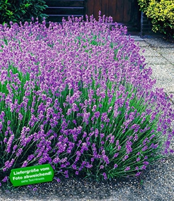 BALDUR-Garten Winterharte Stauden Lavendel-Hecke 'Blau', 9 Pflanzen Lavandula angustifolia Munstead -